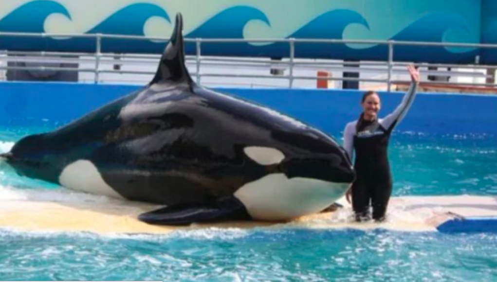 Lolita morre após 53 anos em cativeiro