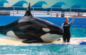 Lolita morre após 53 anos em cativeiro