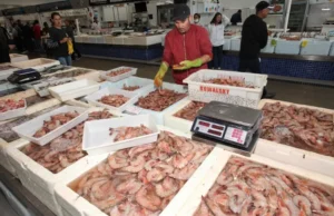 Mercado de peixe na Ponta da Praia realiza o festival do camarão cinza com desconto de 30%