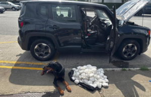 Cão farejador descobre cocaína em painel de carro e motorista acaba preso no litoral de SP