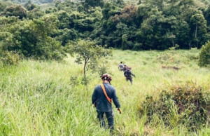 Piloto de Paraglider fica preso em árvore no litoral norte SP
