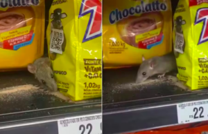 Cliente filma rato comendo achocolatado em supermercado do litoral de SP.