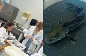 Estudo detecta medicamentos e drogas em peixes no litoral de SP