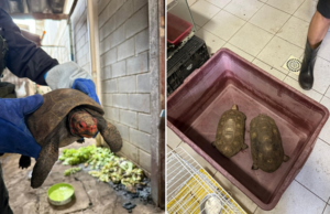 Jabutis resgatados e aves furtadas em ações distintas no litoral de SP