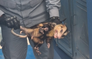 Gambá invade colégio em São Sebastião e é resgatado pelos bombeiros