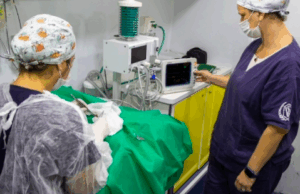 Pata Móvel realiza mutirão de castração em Maresias no sábado