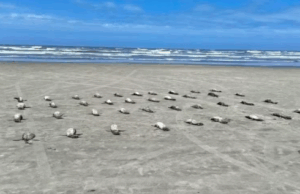 Pinguins são encontrados mortos em praias do litoral SP.