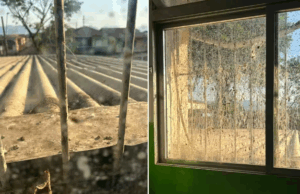 Escola de Cubatão suspende aulas após infestação de piolhos de pombos.