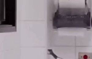 Rato é flagrado em sala de maternidade em hospital do litoral de SP.