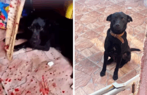 Cachorro é baleado em São Vicente.