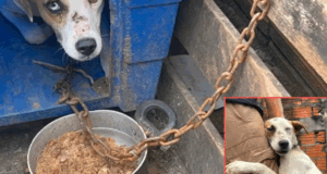 Cães são resgatados após denúncia de maus-tratos em Praia Grande.