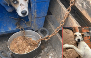 Cães são resgatados após denúncia de maus-tratos em Praia Grande.