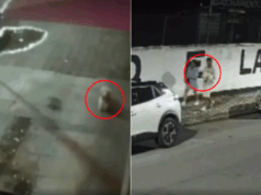 Família procura por filhote de shih tzu que escapou e foi levado por casal em Santos.