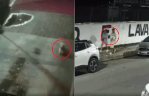 Família procura por filhote de shih tzu que escapou e foi levado por casal em Santos.