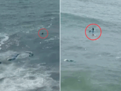 Piloto de paraglider fica ferido após cair no mar de Guarujá.